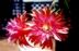 Epiphyllum Hybride ´Knebels Heureka-Flore Pleno´