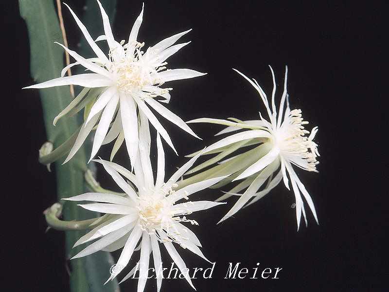 Epiphyllum phyllanthus