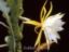 Epiphyllum anguliger, ´El Tecolote´