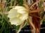 Epiphyllum kimnachii