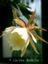 Epiphyllum kimnachii