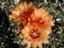 Echinopsis Hybride ´Alhambra´
