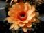 Echinopsis Hybride ´Alhambra´