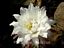 Echinopsis Hybride ´Apache´