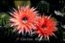 Echinopsis Hybride ´Campari Orange´