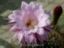Echinopsis eyriesii var. grandiflora