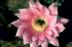 Echinopsis Hybride ´Harry Johnsson´