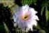 Echinopsis Hybride ´Sommernachtstraum´