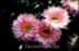 Echinopsis Hybride ´Stars and Stripes´