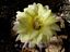 Echinopsis Hybride ´Zitronenfalter´