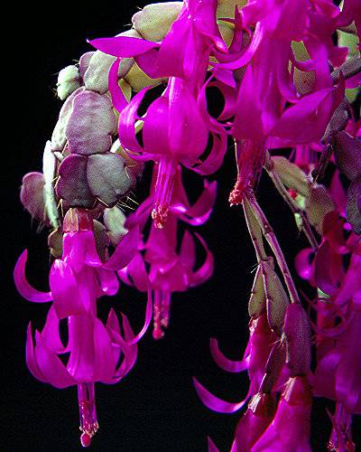 Schlumbergera russeliana