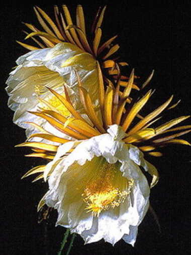 Selenicereus grandiflorus