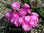Echinopsis-Pseudolobivia callichroma ´Super´ Hybride
