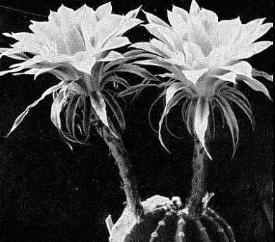 Echinopsis grandiflora Gräser