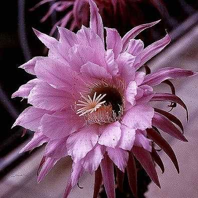 Trichocereus Theleflora