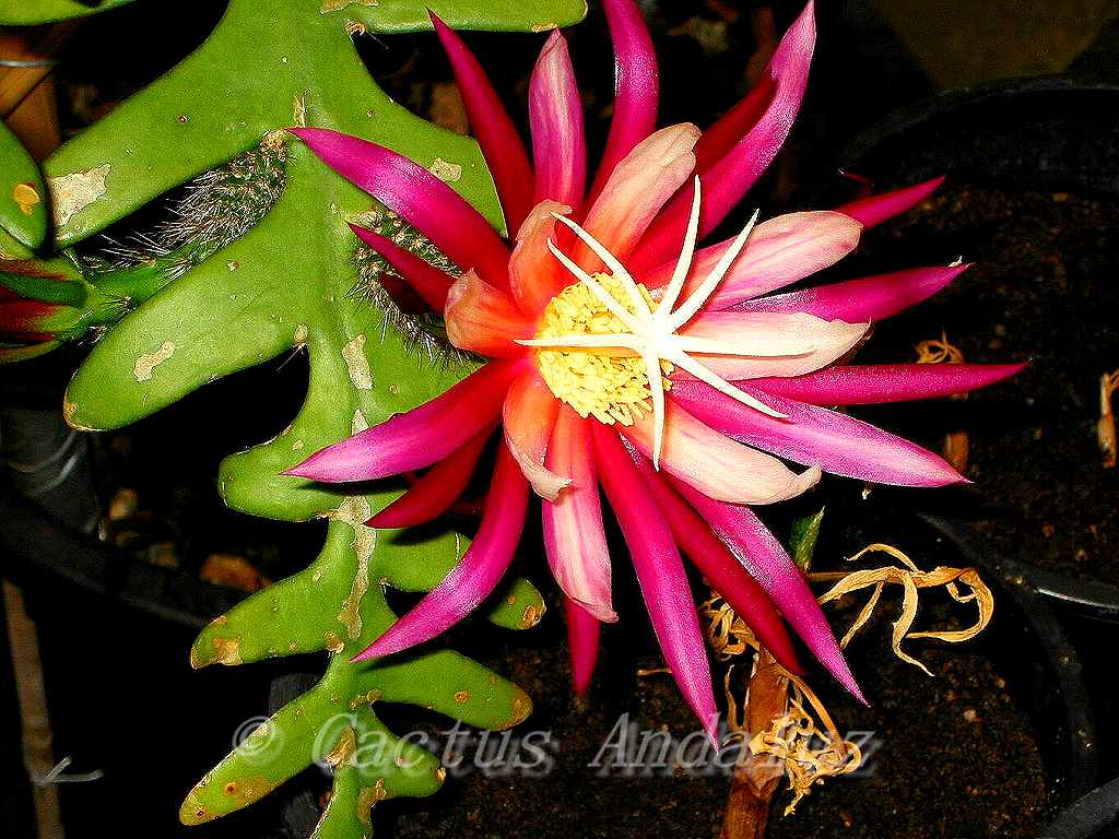 Selenicereus anthonyanus syn. Cryptocereus anthonyanus Cactus Andaluz